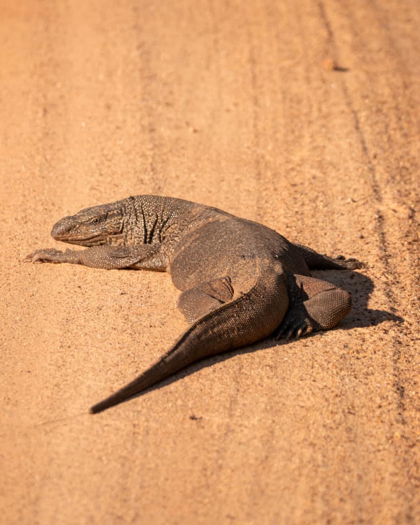 safari-sri-lanka-monitor-lizard safari-sri-lanka-monitor-lizard