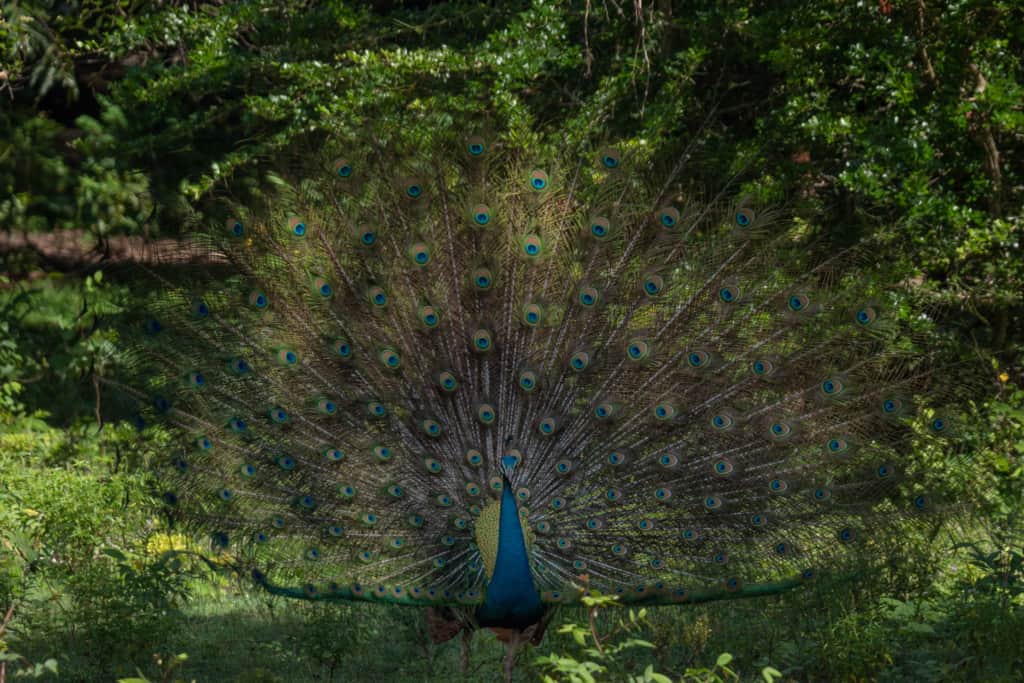 safari-sri-lanka-peacock-front-darker