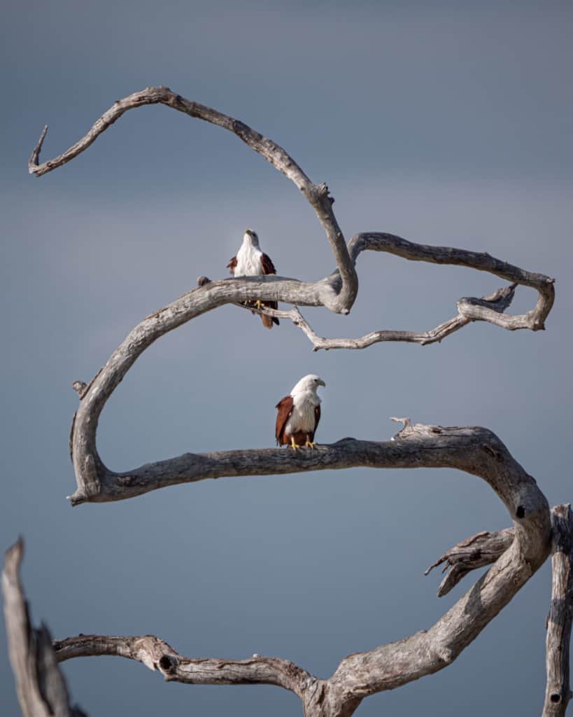 safari-sri-lanka-yala-birds-branche safari-sri-lanka-yala-birds-branche