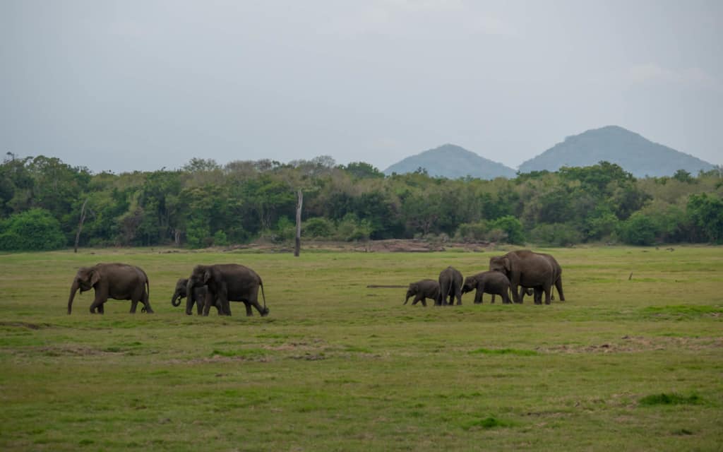 safari-wild-elephants-landscape safari-wild-elephants-landscape
