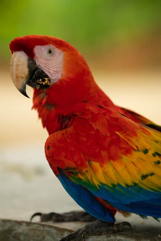 Scarlet-Macaw Scarlet-Macaw