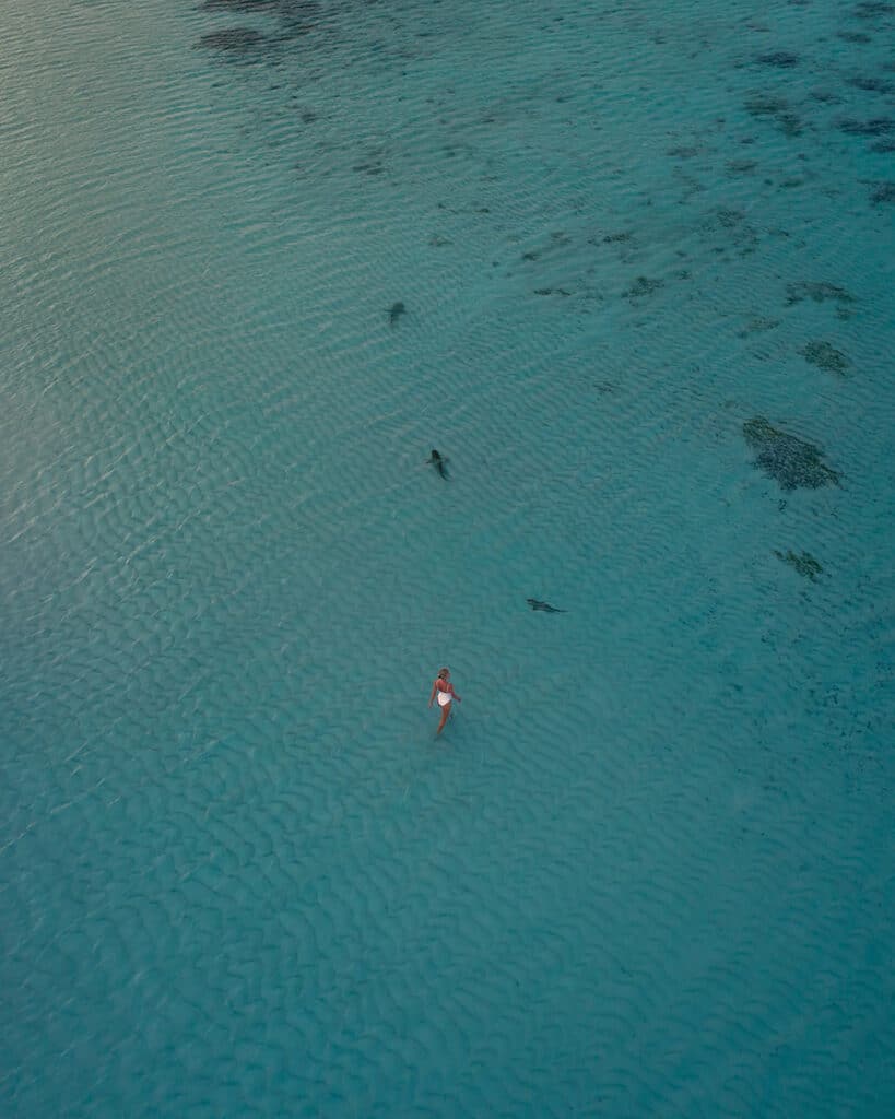 sharks-in-the-maldives