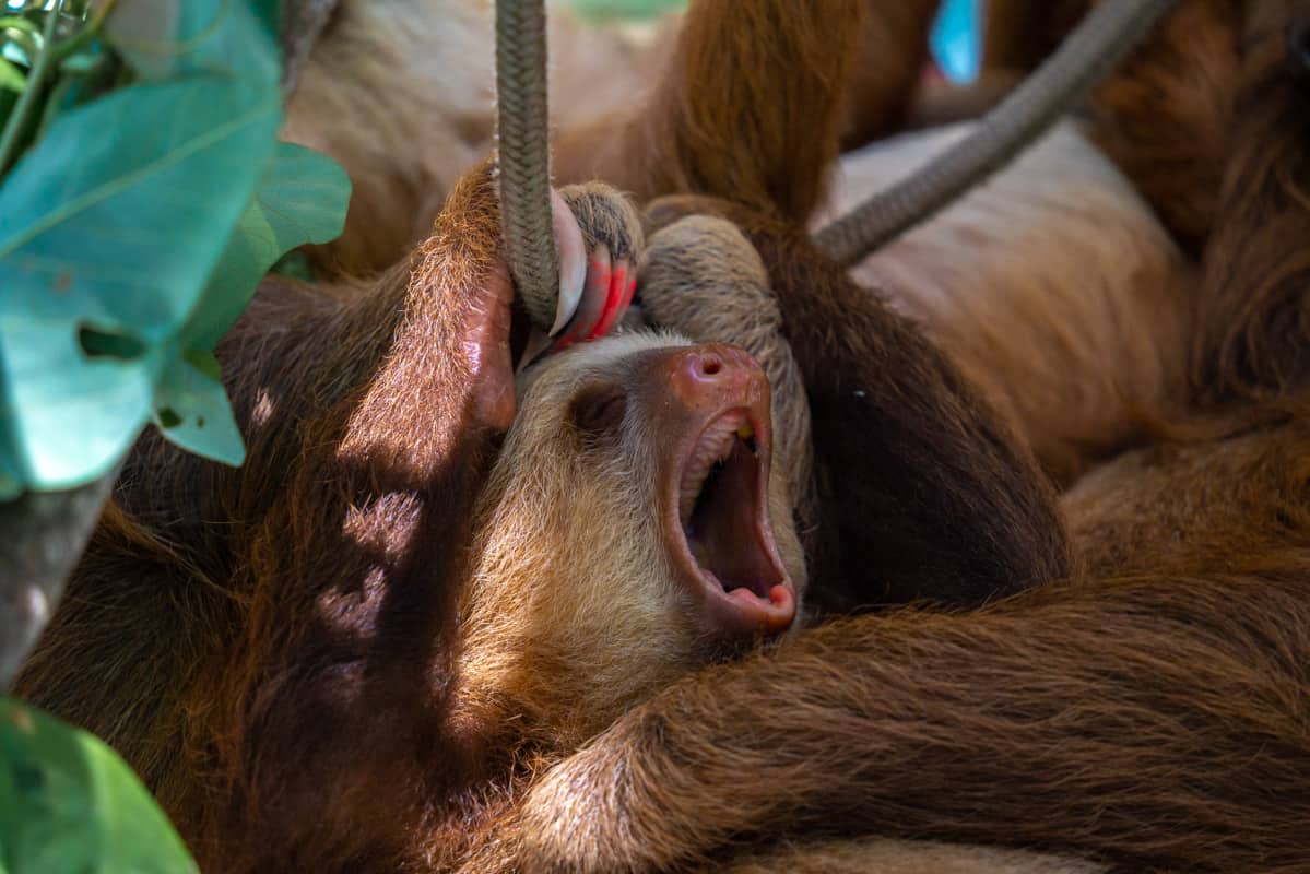sloth-jaguar-center-puerto-viejo sloth-jaguar-center-puerto-viejo