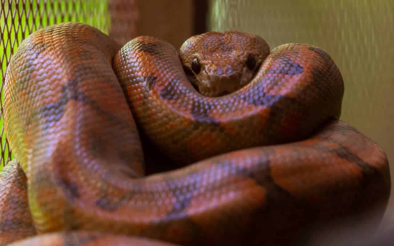 snake-jaguar-center-puerto-viejo snake-jaguar-center-puerto-viejo