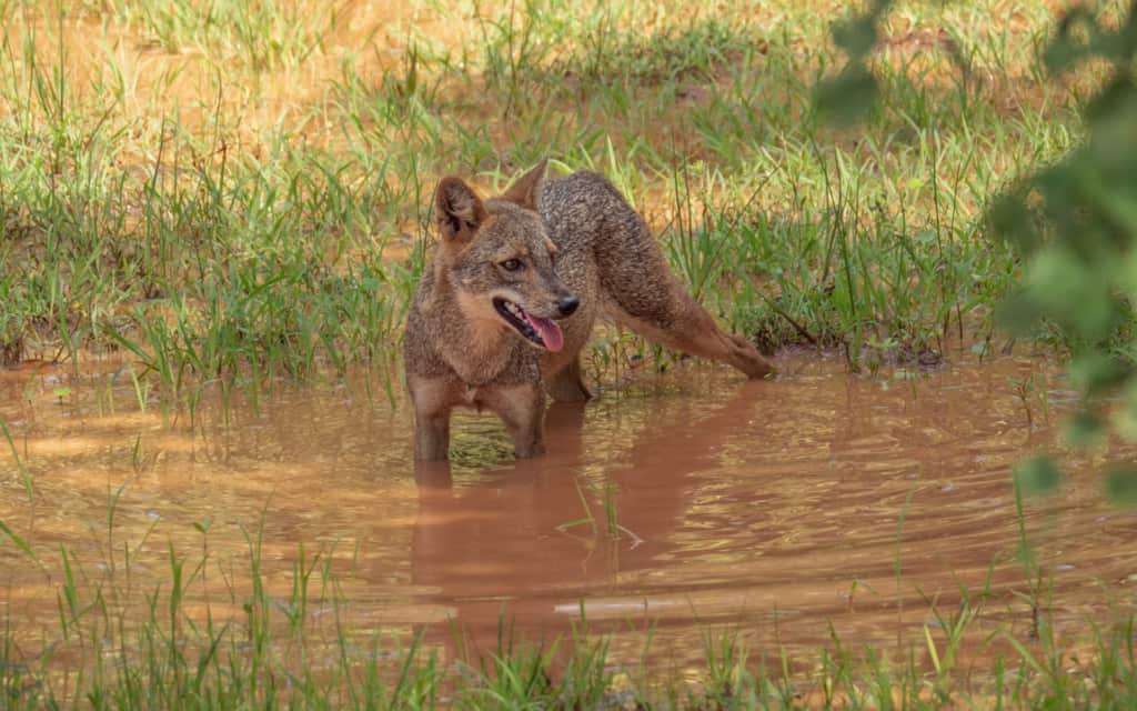 sri-lanka-safari-yala-jackal sri-lanka-safari-yala-jackal