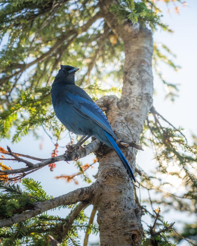 Steller’s-Jay-bird
