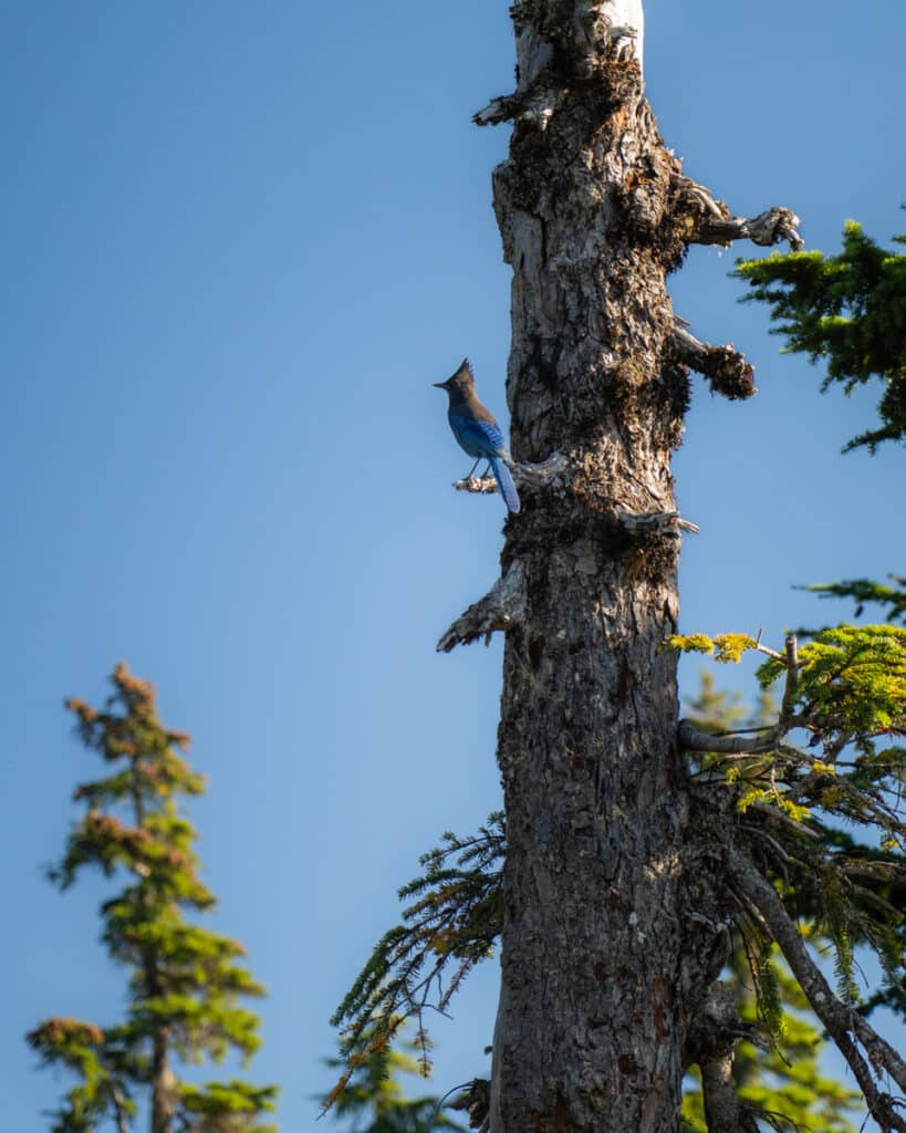 Steller’s-Jay-bird-tree