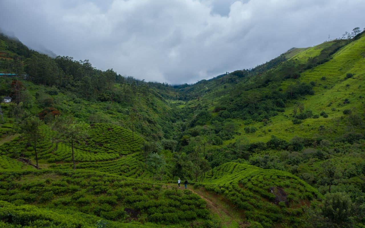 tea-plantations-sri-lanka tea-plantations-sri-lanka