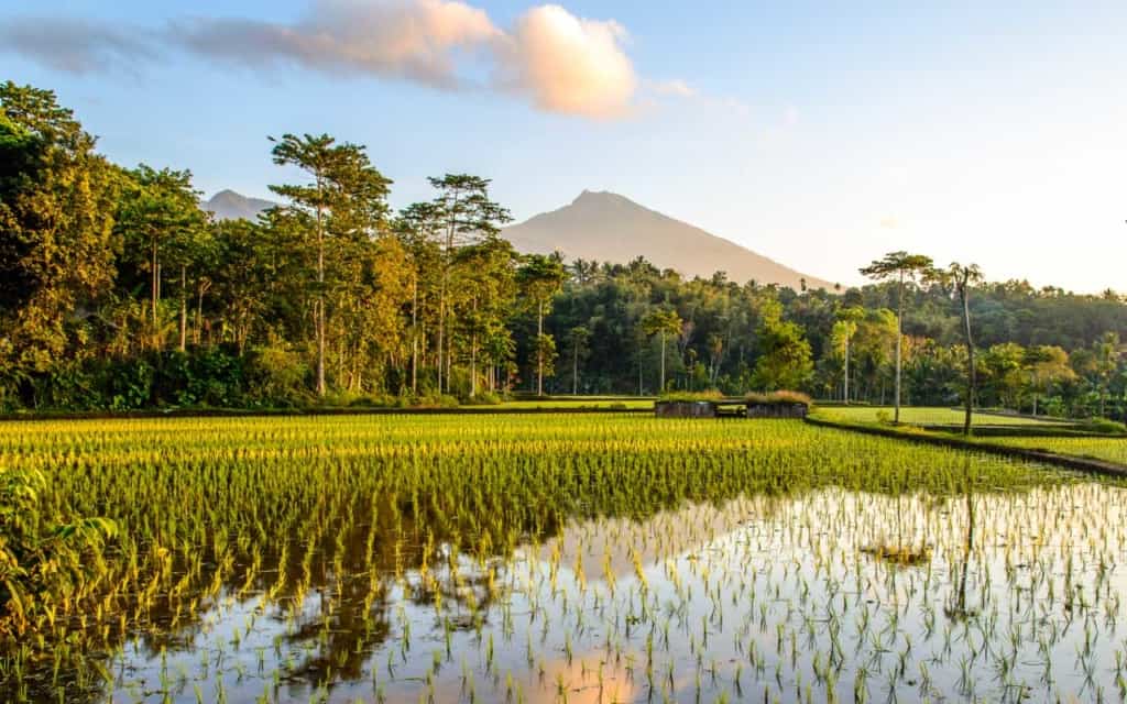 tetebatu-ricefields-sunrise tetebatu-ricefields-sunrise