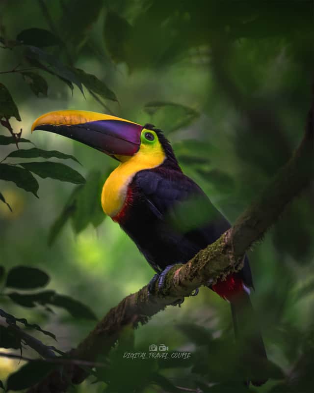 toucan
