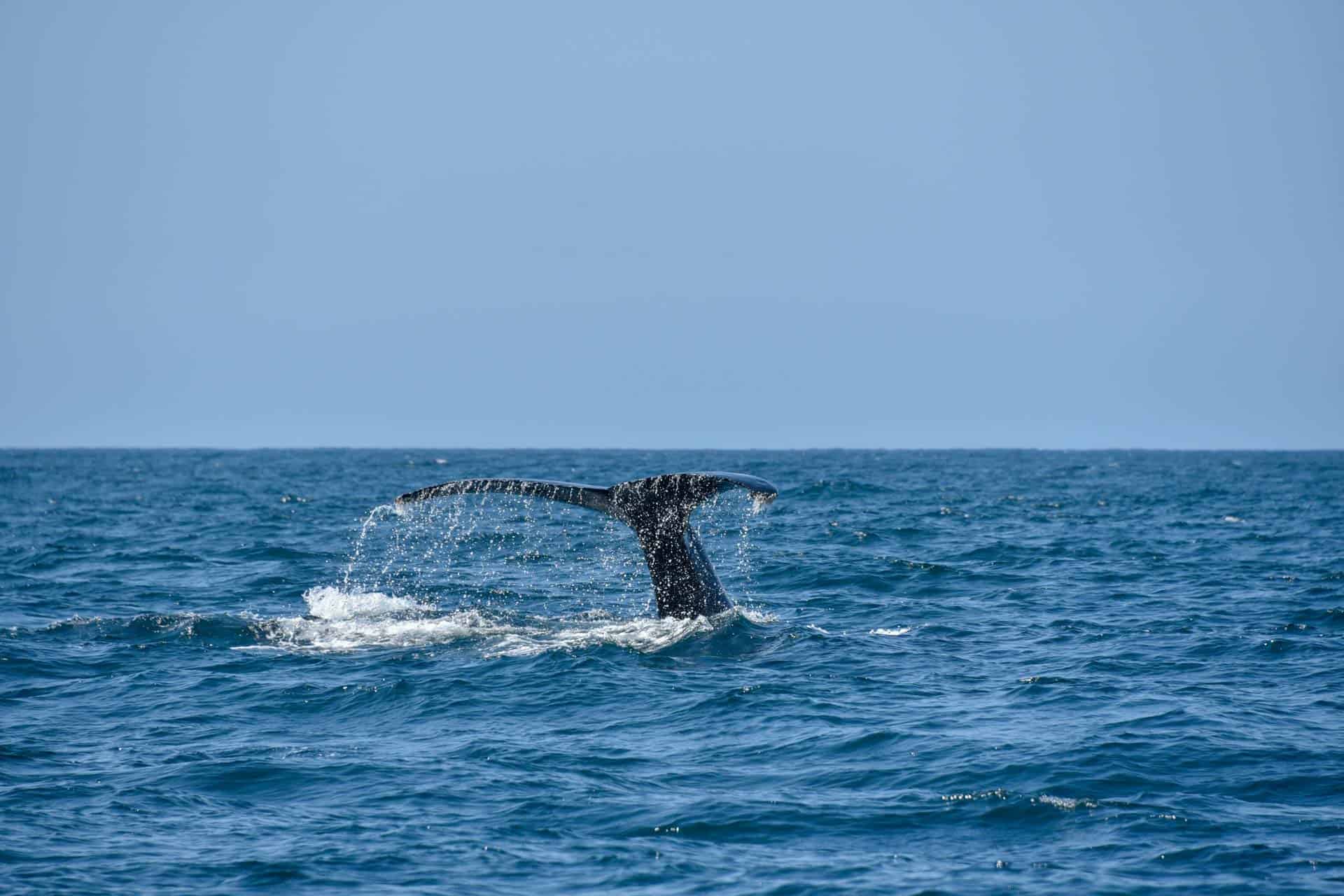 trincomalee-whale-watching trincomalee-whale-watching