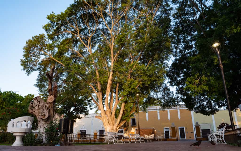 valladolid-mexico-Francisco-Canton-Rosado-park-tree