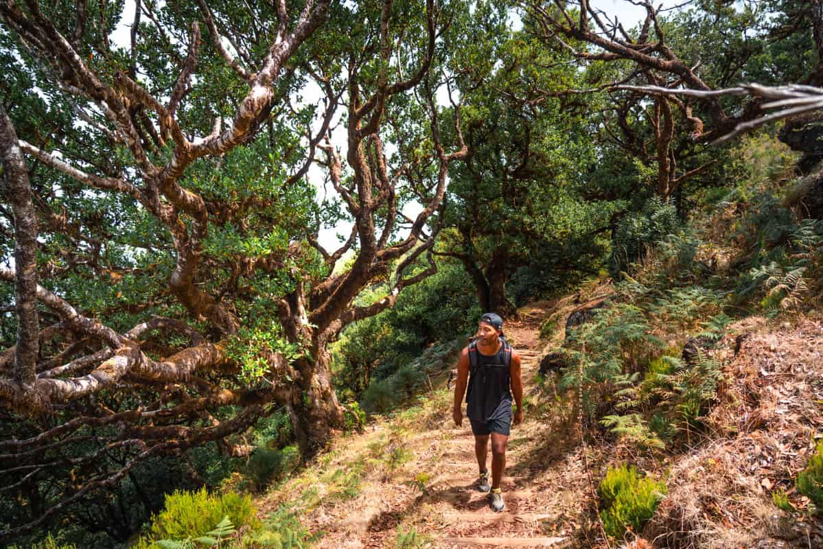 vereda-do-fanal-path-forest vereda-do-fanal-path-forest
