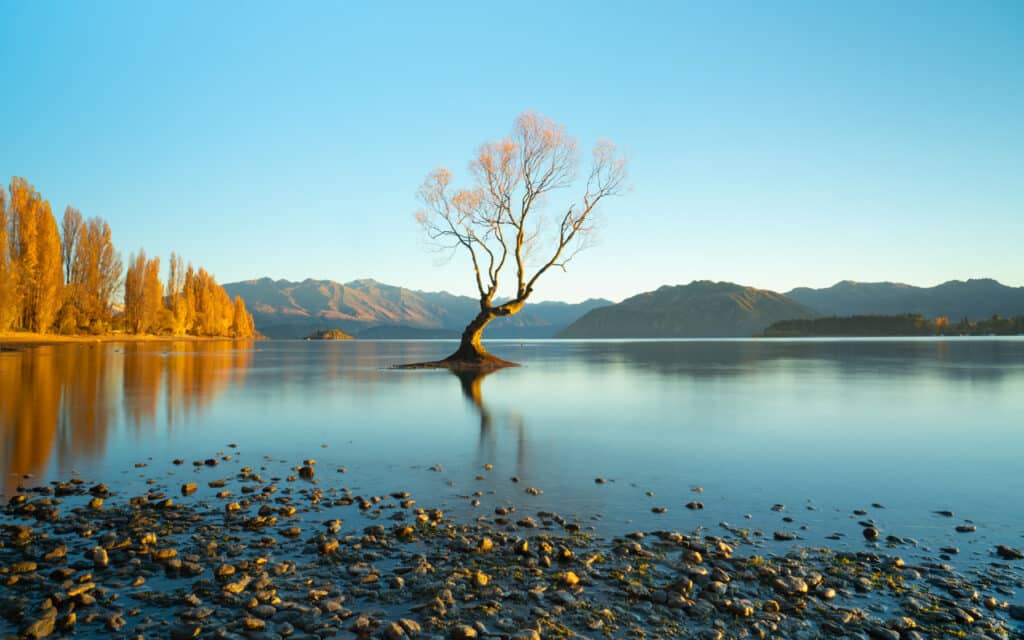 wanaka-tree-autumn-new-zealand