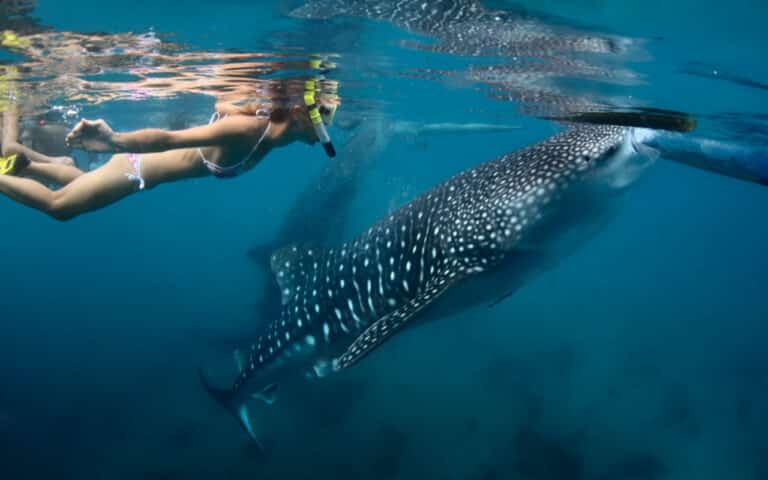 whale-shark-holbox-tours