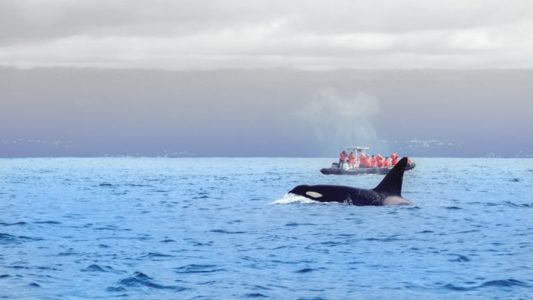 Whale-watching-Azores