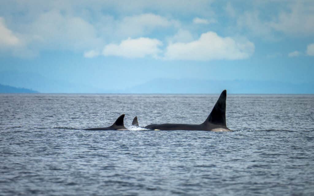 whale-watching-vancouver-tour-orca