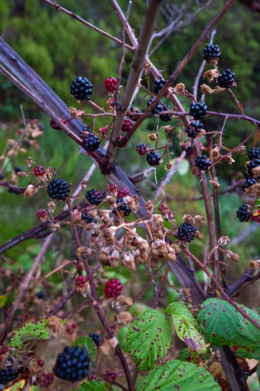 wild-berries