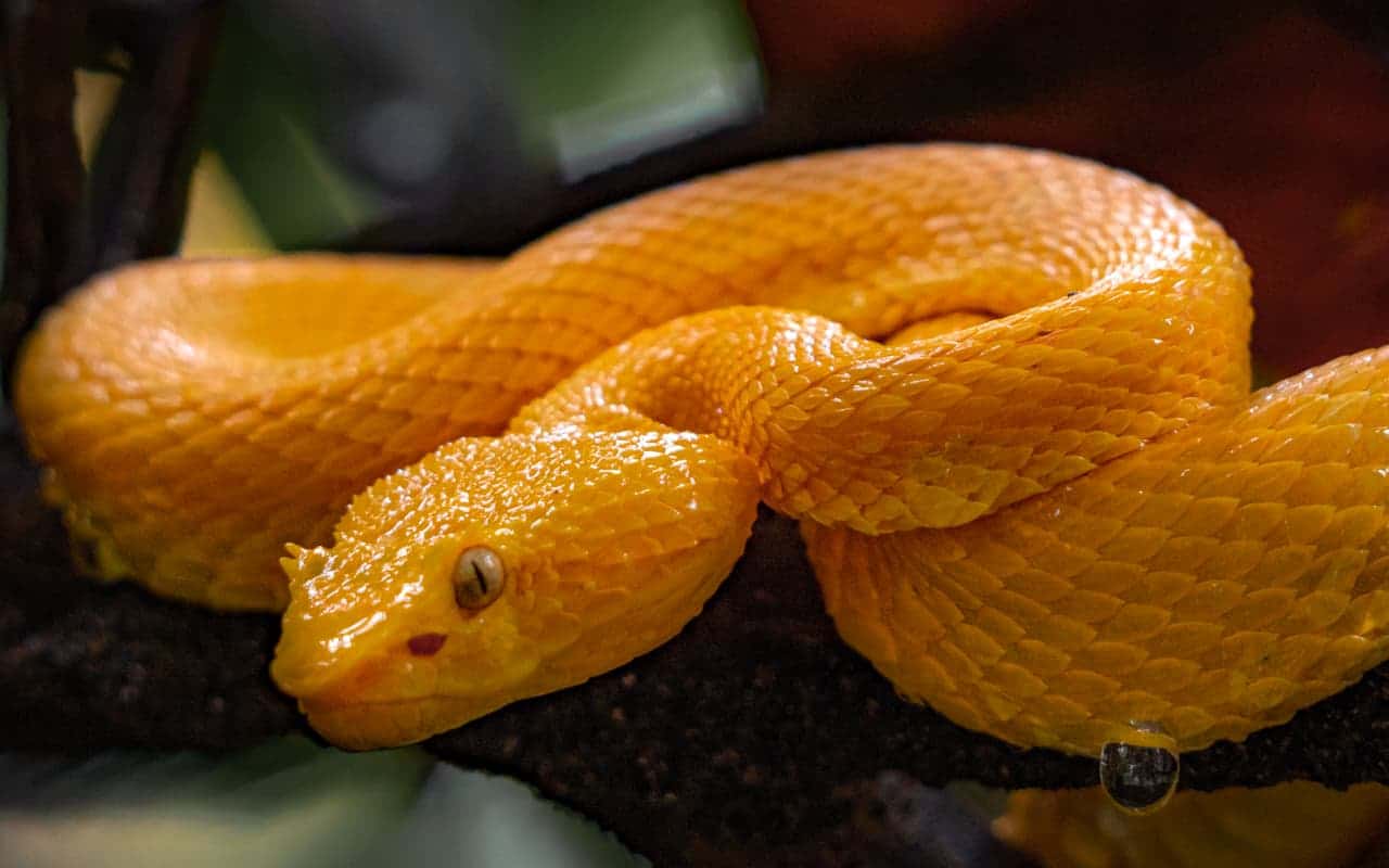 yellow-eyelash-pit-viper yellow-eyelash-pit-viper