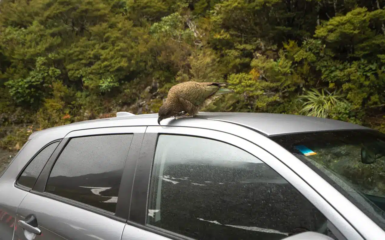 kea-car kea-car