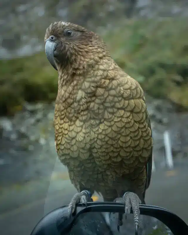 kea-curious- kea-curious-