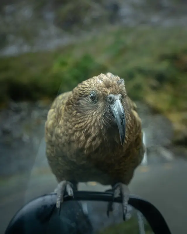 kea-curious kea-curious