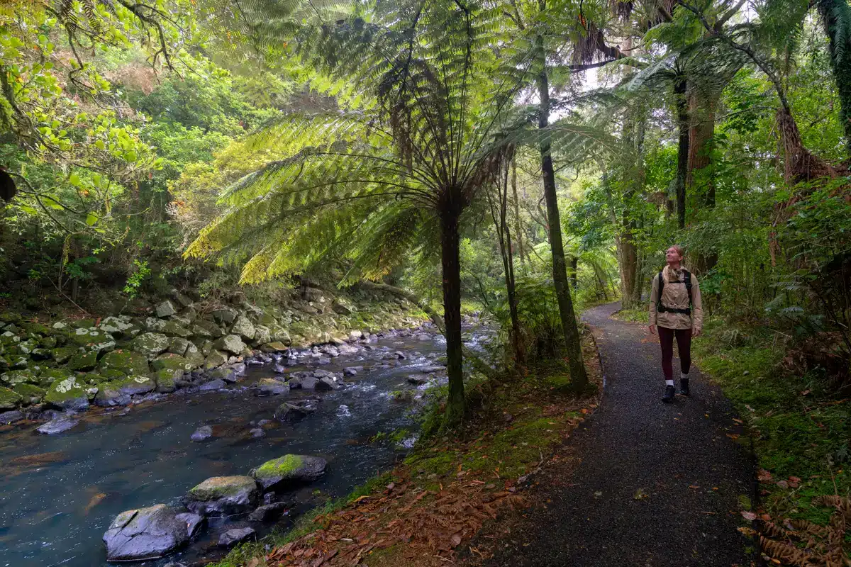 kerikeri-river-track kerikeri-river-track