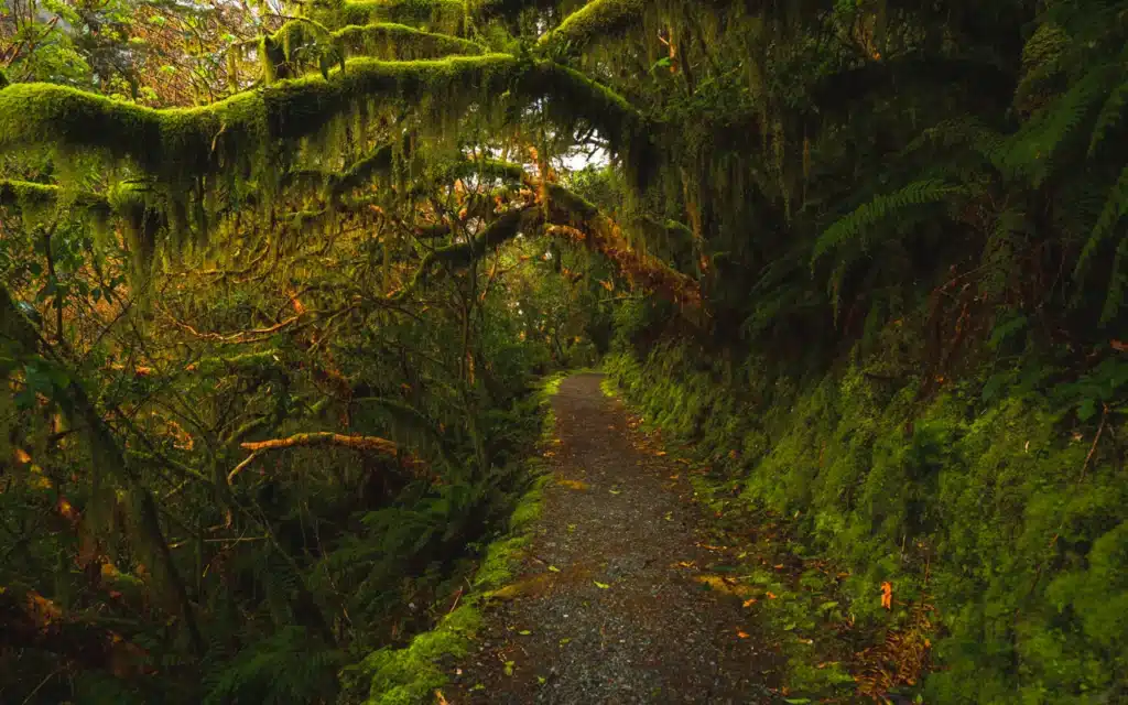 key-summit-track-lush-mossy-forest-path
