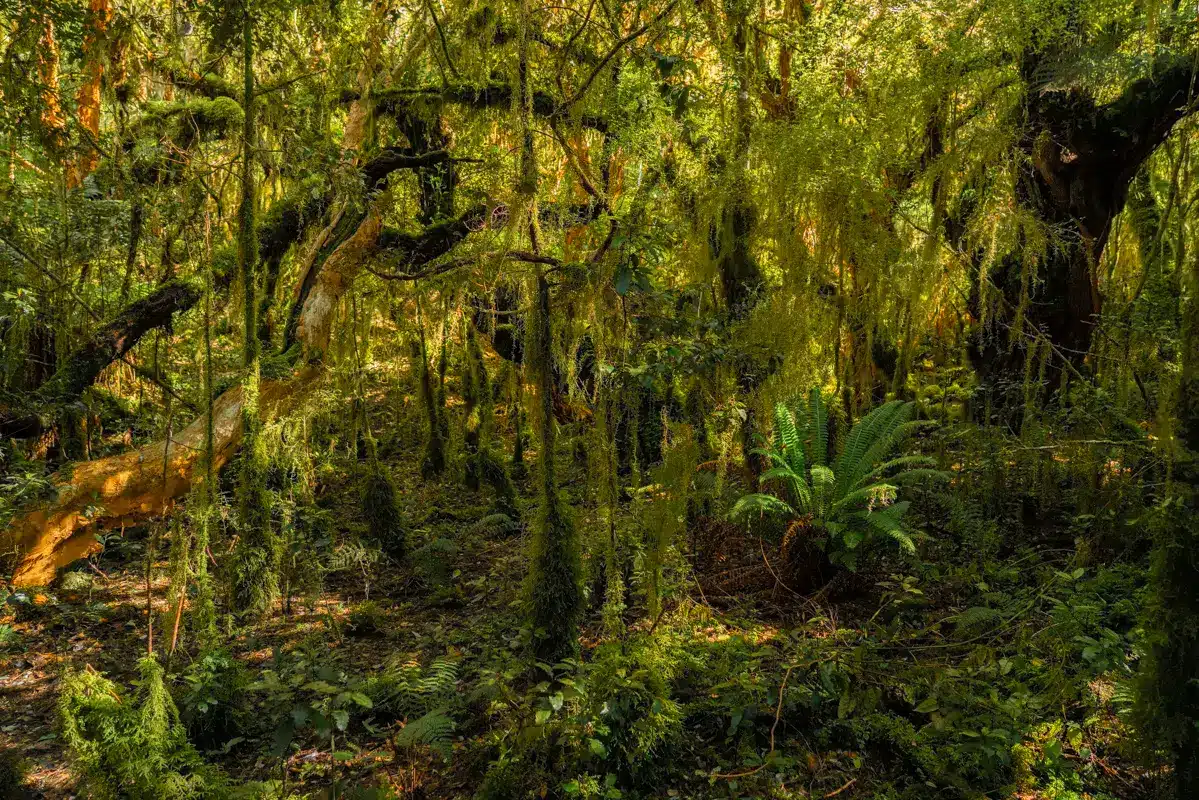 koropuku-falls-forest koropuku-falls-forest