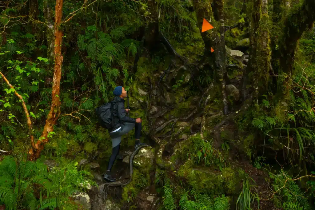 lake-marian-trail-tree-roots