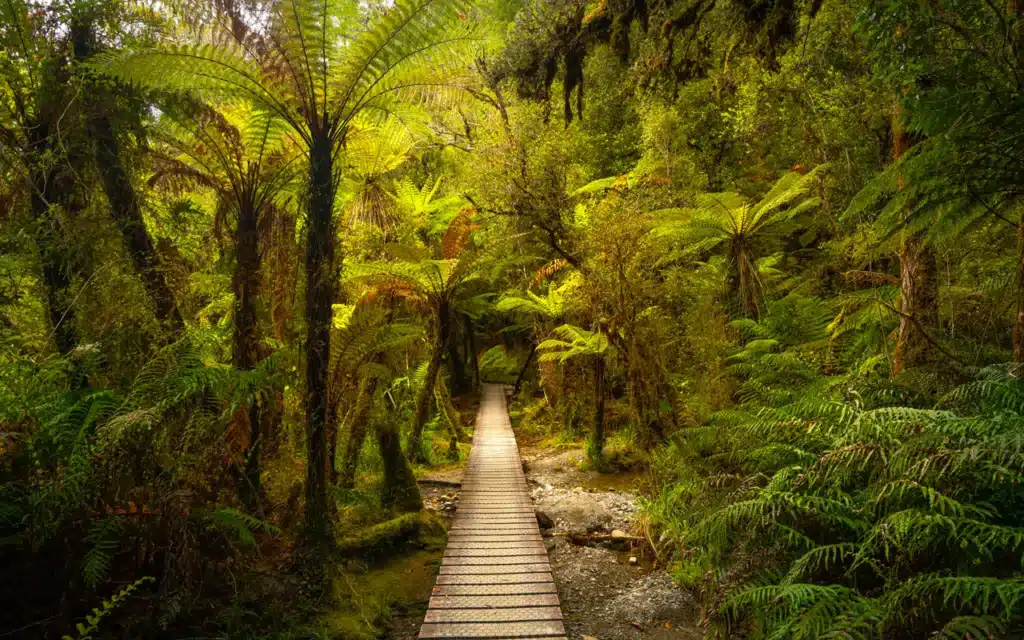 lake-matheson-walk-forest-boardwalk