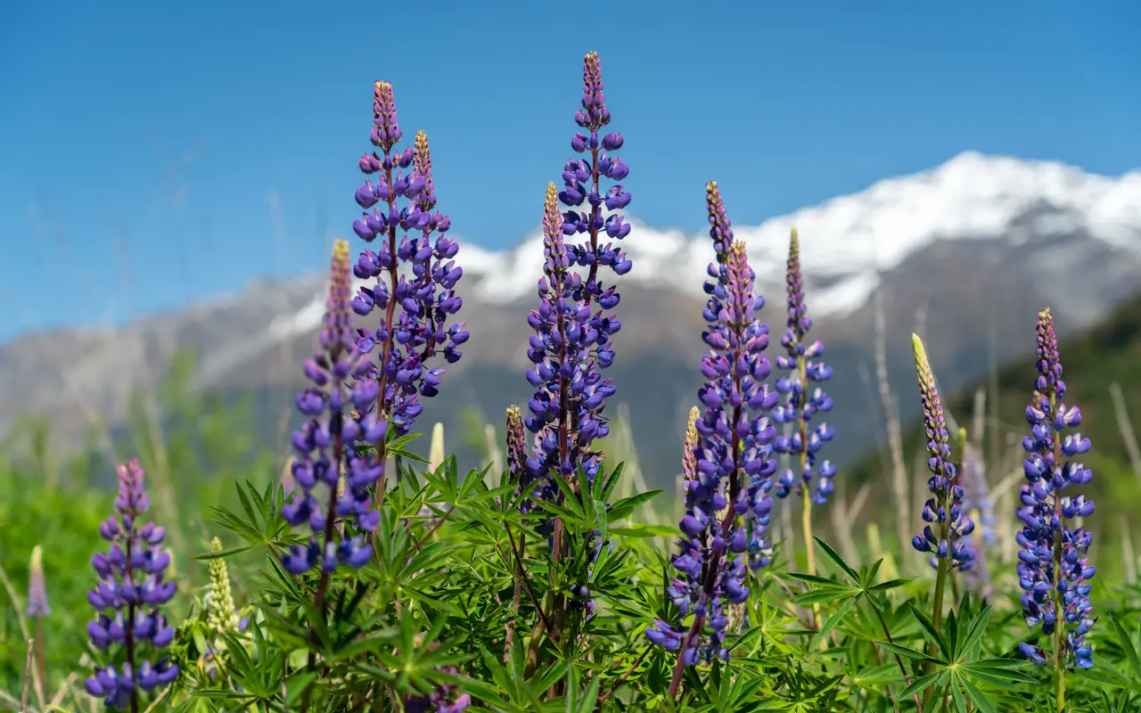 lupins-glenorchy