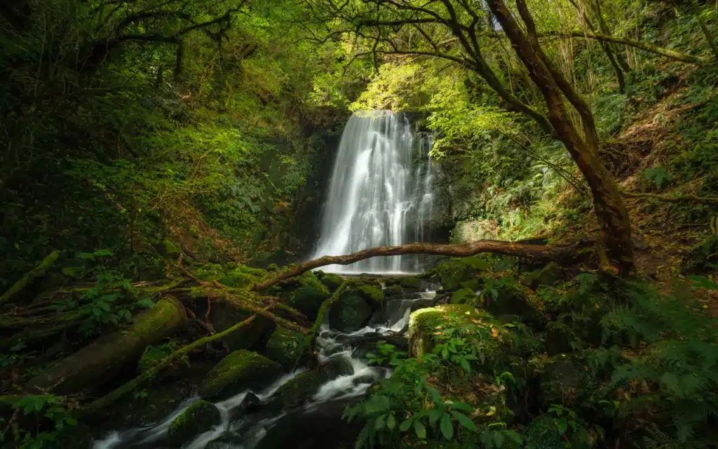 matai-falls-new-zealand