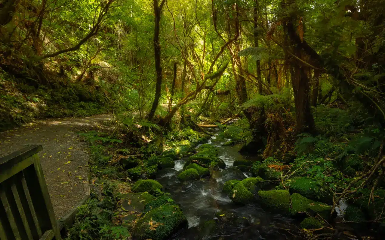 matai-falls-walk- matai-falls-walk-