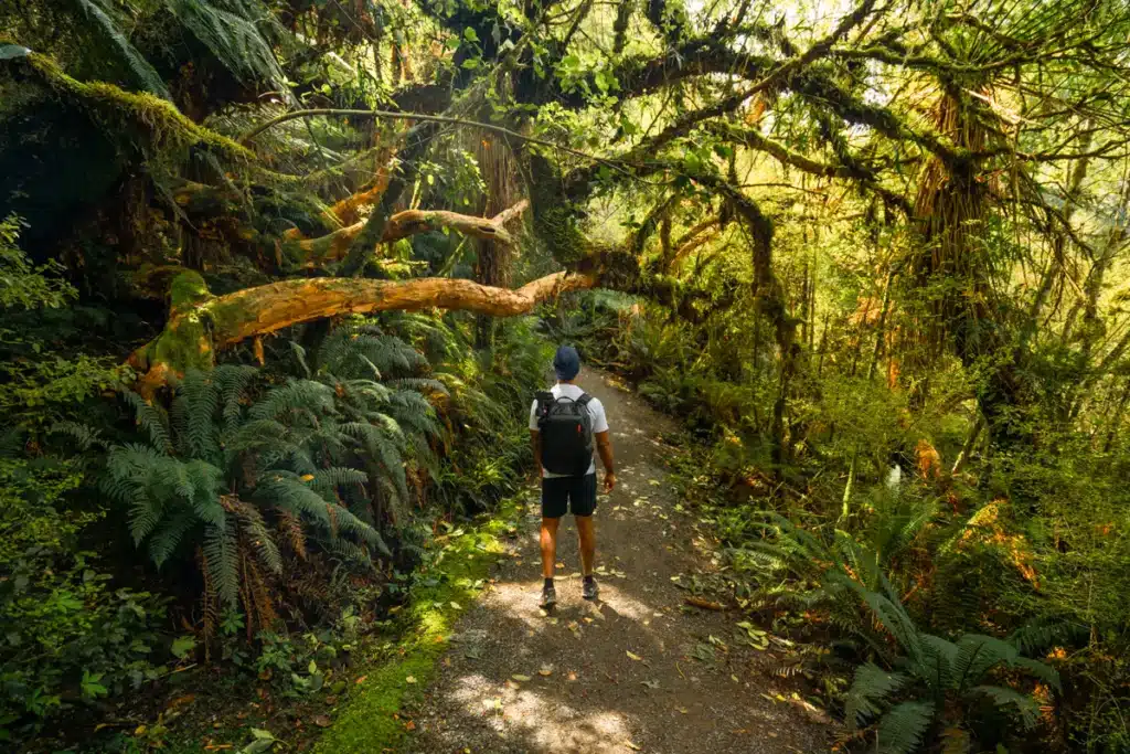 mc-lean-falls-walk-path-forest