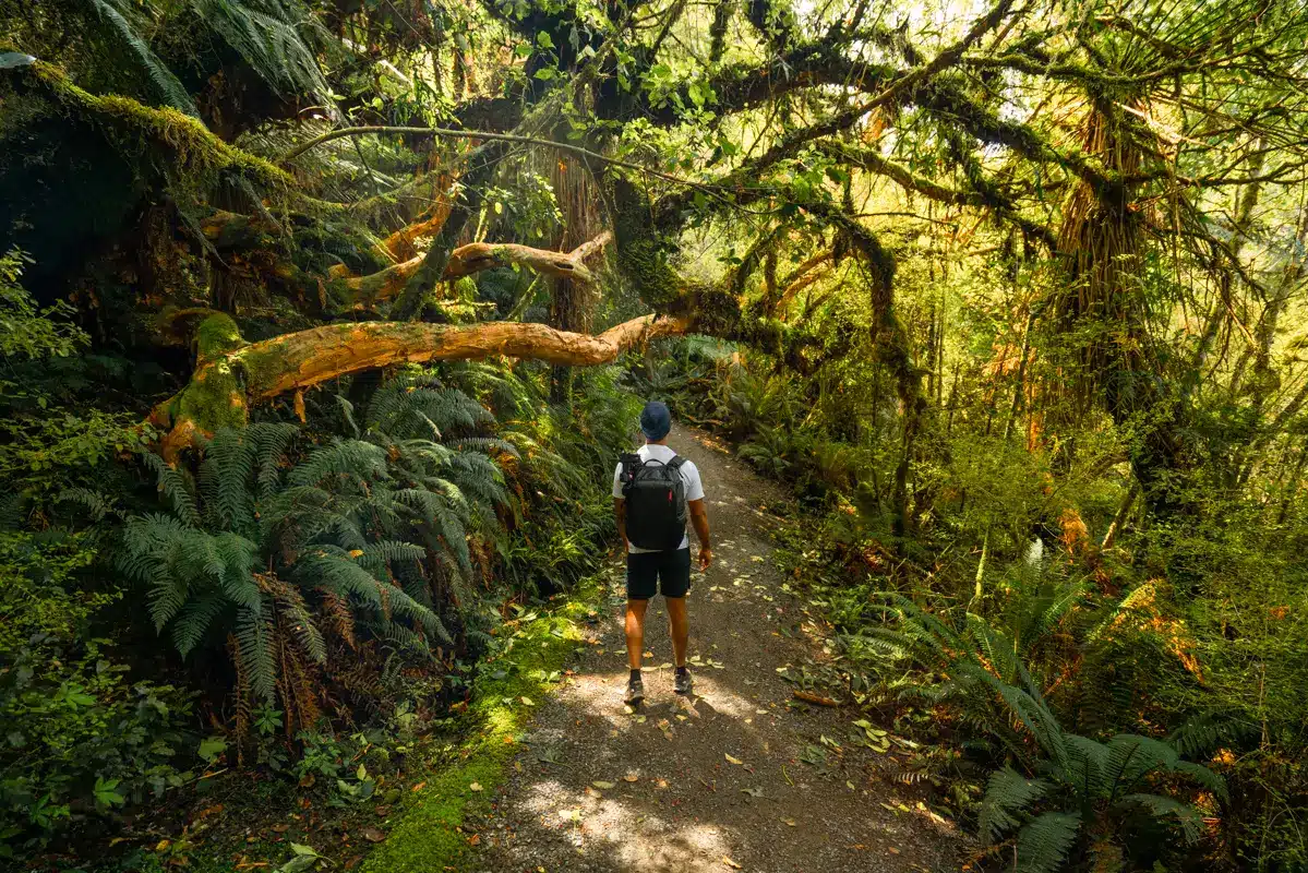 mc-lean-falls-walk-path-forest mc-lean-falls-walk-path-forest