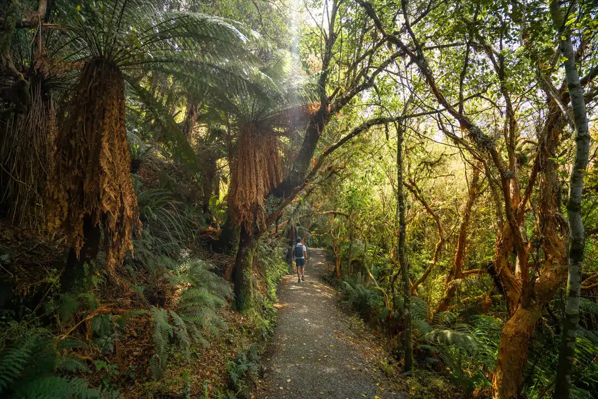 mc-lean-falls-walk-path mc-lean-falls-walk-path