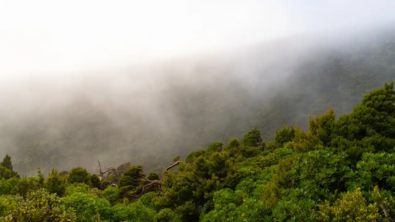 moody-bush moody-bush