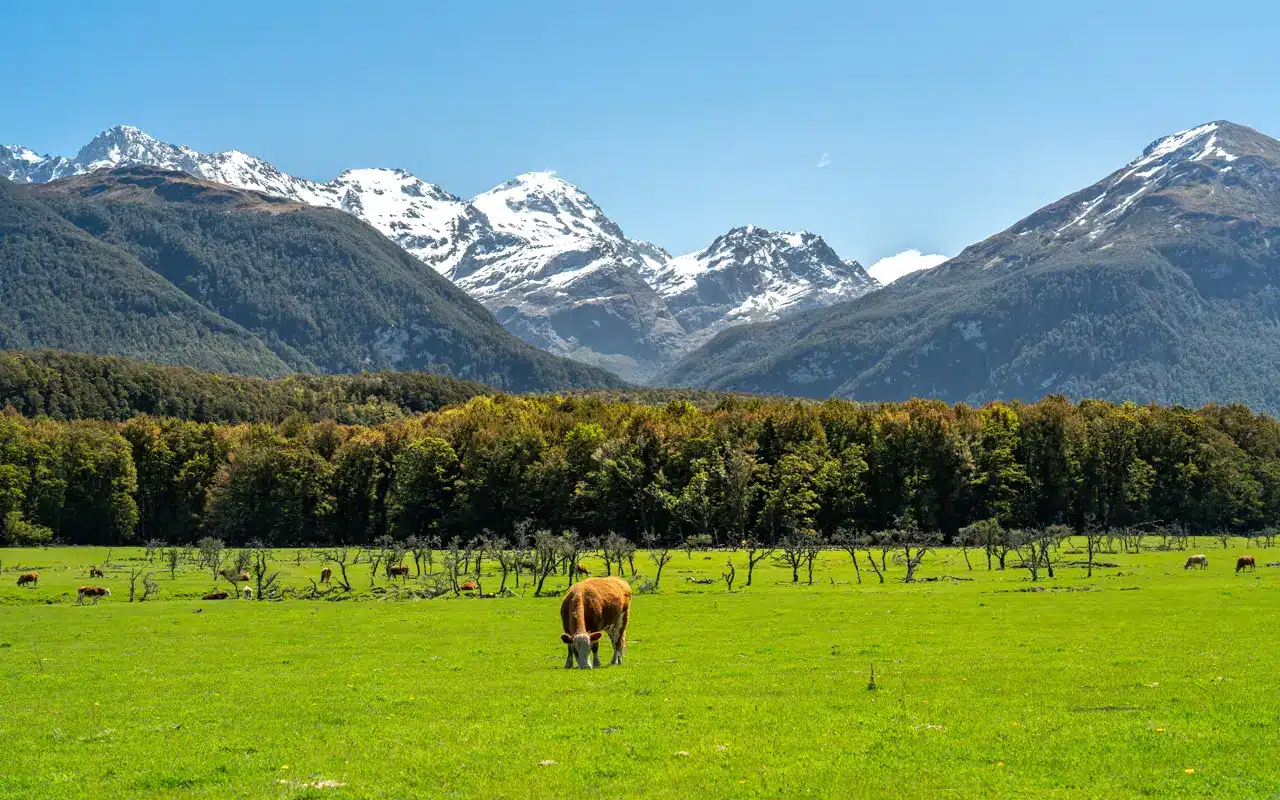 paradise-new-zealand-cow paradise-new-zealand-cow