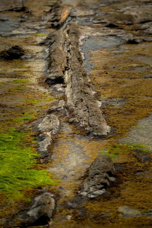 petrfied-tree-stump-curio-bay petrfied-tree-stump-curio-bay