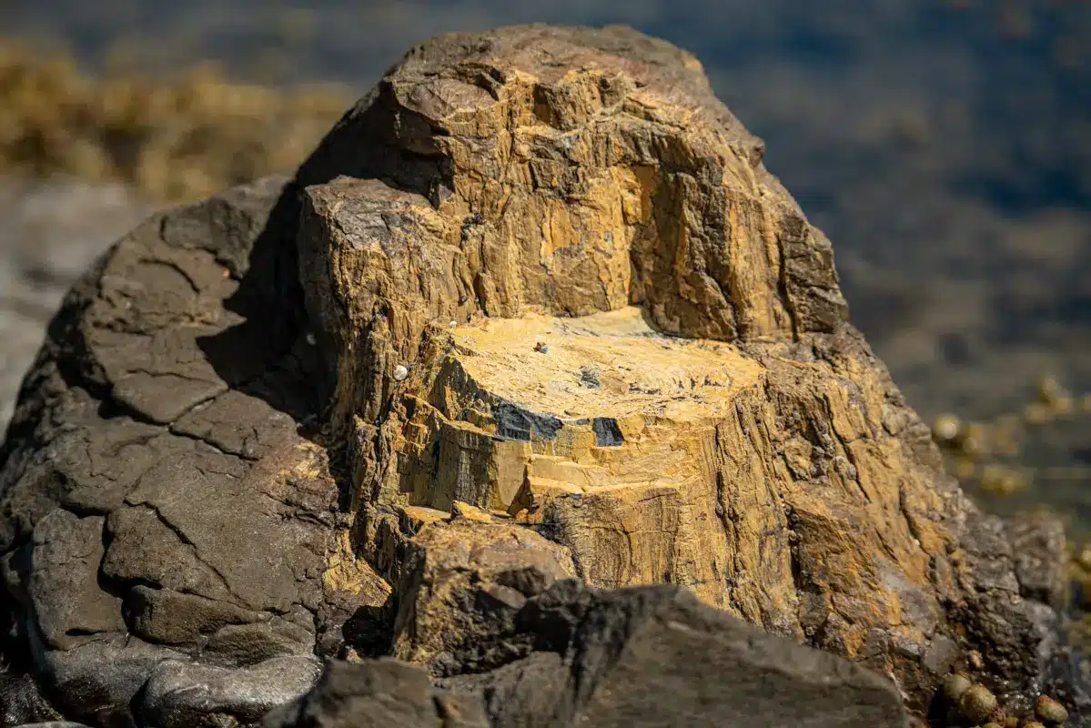 petrified-tree-stump-curio-bay petrified-tree-stump-curio-bay