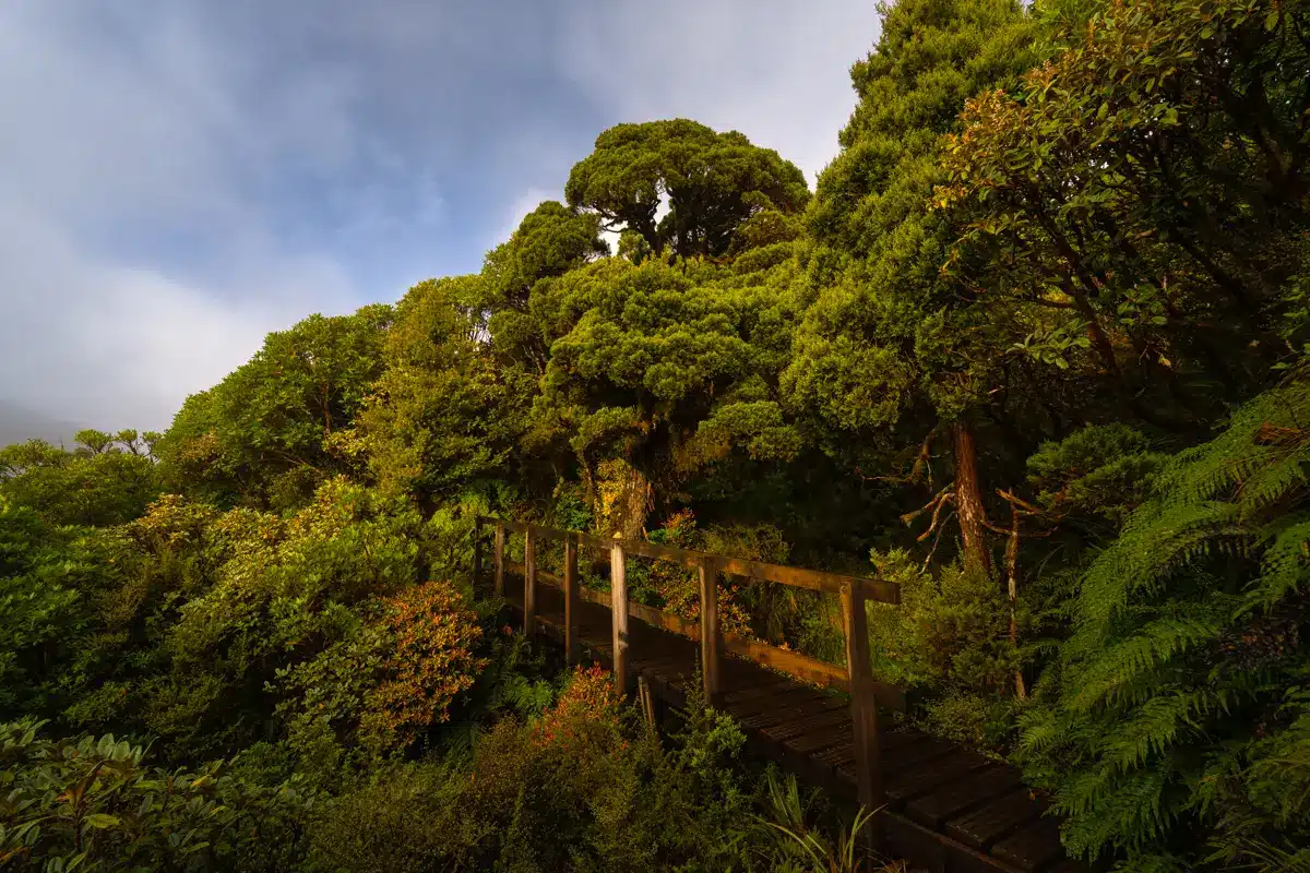 pouakai-tarns-walk-bridge-forest pouakai-tarns-walk-bridge-forest