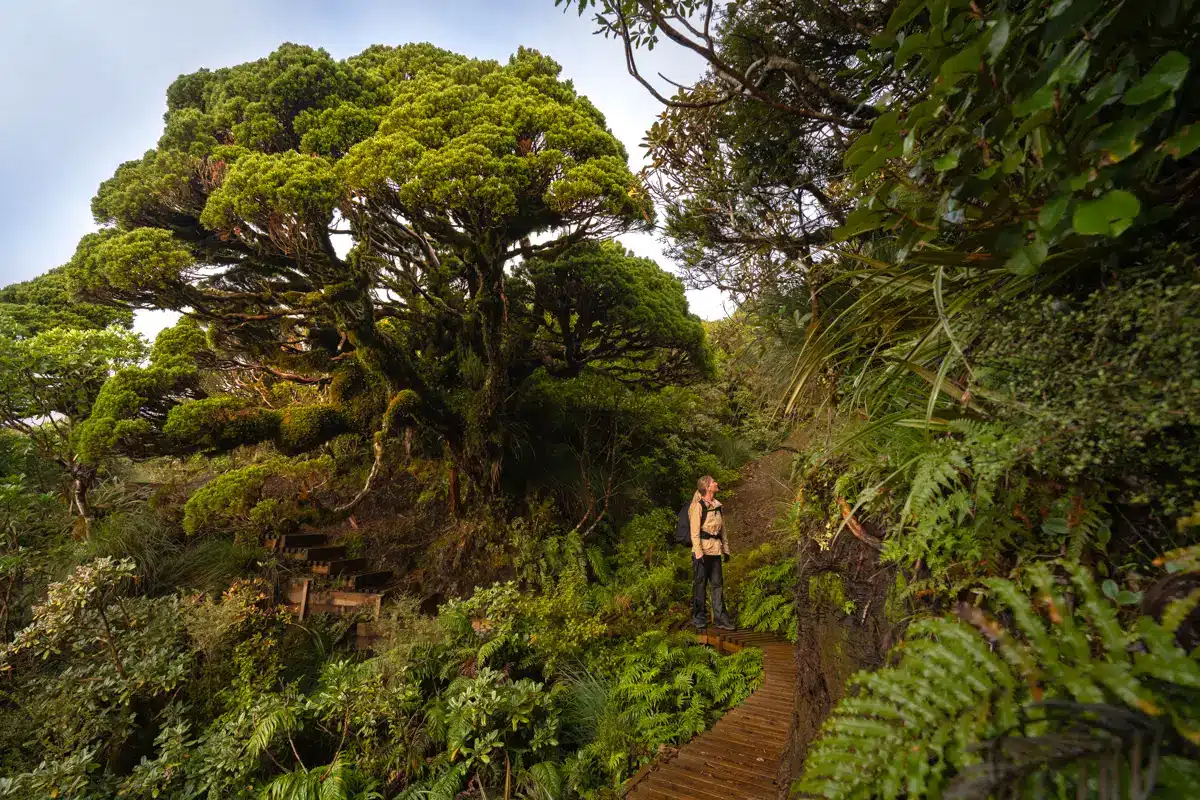 pouakai-tarns-walk-tree-forest pouakai-tarns-walk-tree-forest