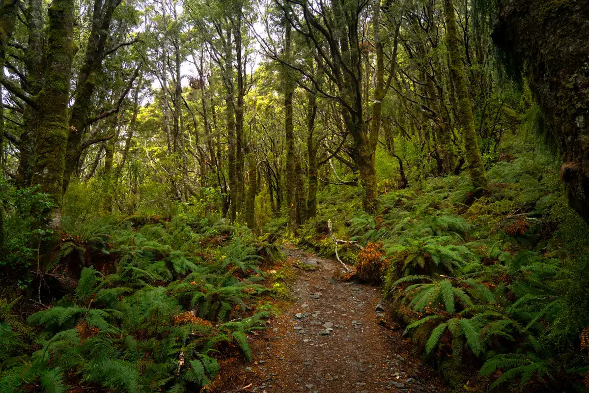 rob-roy-glacier-hike-path rob-roy-glacier-hike-path
