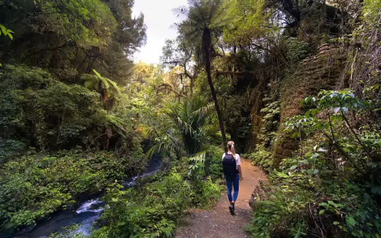 Ruakuri-bushwalk-new-zealand--2