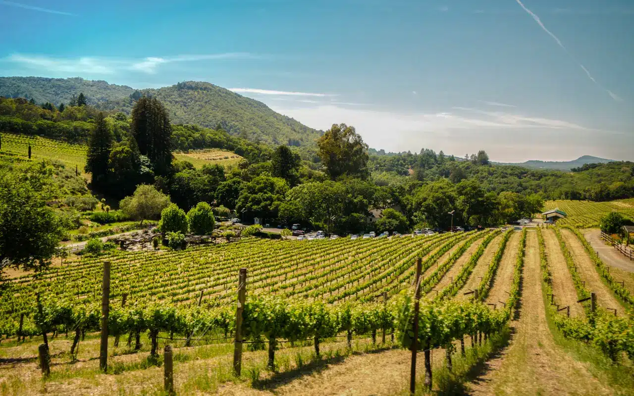vineyards-queenstown