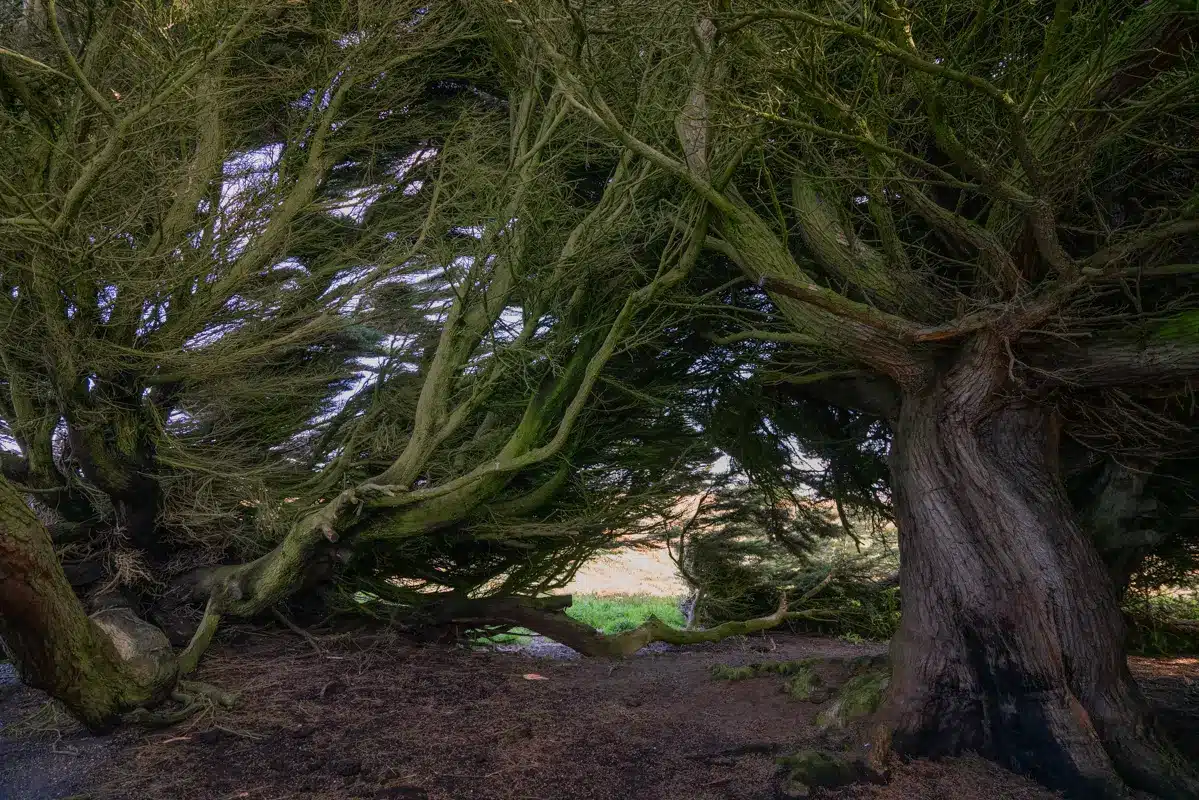 Waipapa-Point-windswept-trees-inside Waipapa-Point-windswept-trees-inside
