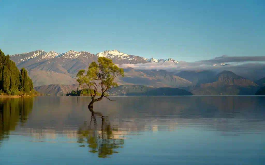 wanaka-tree
