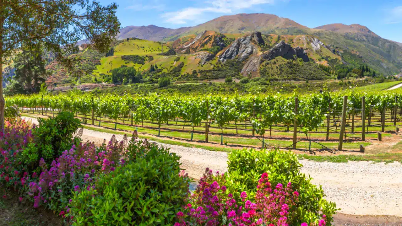 wine-tours-queenstown-new-zealand