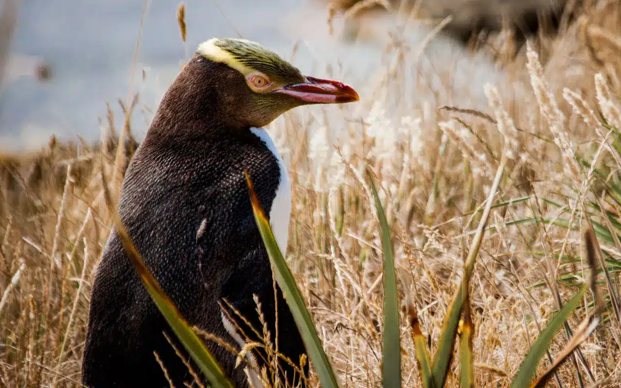 yellow-eyed-penguin-curio-bay yellow-eyed-penguin-curio-bay
